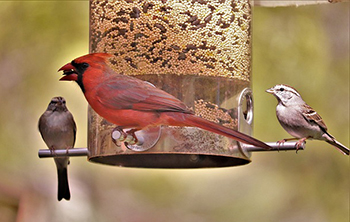 birdfeeders bring wildlife closer